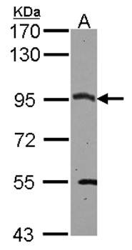 CSDE1 antibody