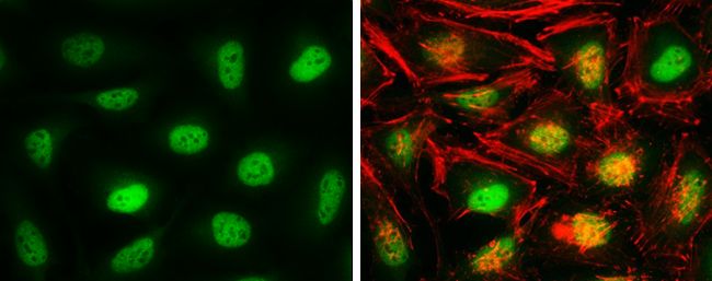 chromosome segregation 1 like Antibody