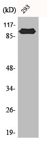 CSE1L antibody