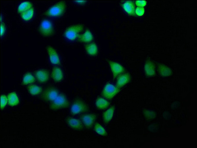 CSE1L Antibody