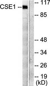 CSE1L Antibody