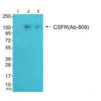 CSF1R (Ab-809) Antibody