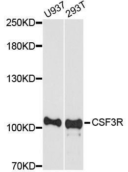 CSF3R antibody