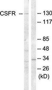 CSFR (Ab-809) Antibody