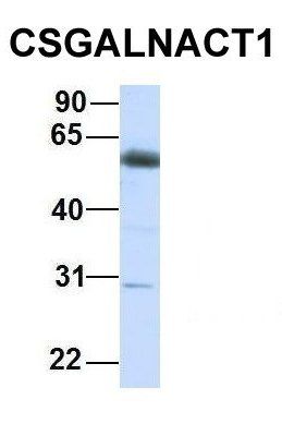 CSGALNACT1 antibody