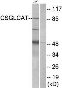 CSGLCAT antibody