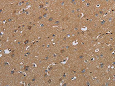 CSH1 Antibody