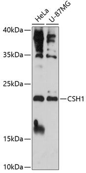 CSH1 antibody