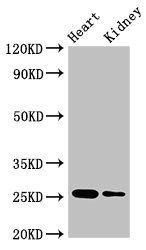 CSH2 antibody