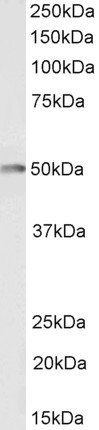 Goat anti-CSK, Biotinylated Antibody