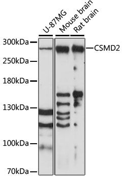 CSMD2 antibody