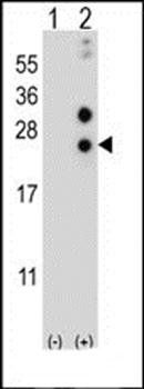 CSN1S1 antibody