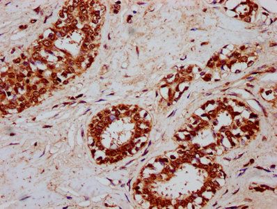 CSN3 Antibody