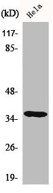 CSNK1A1 antibody