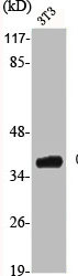CSNK1A1 antibody