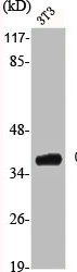 CSNK1A1 Antibody
