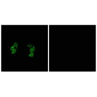CSNK1A1L antibody