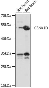 CSNK1D antibody