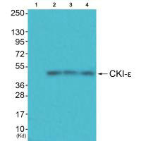 CSNK1E antibody