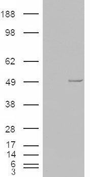 Goat anti-CSNK1E Antibody