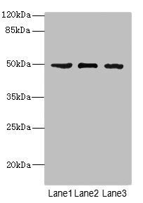 CSNK1G1 Antibody