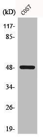 CSNK1G1 Antibody