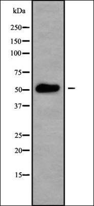 CSNK1G3 antibody
