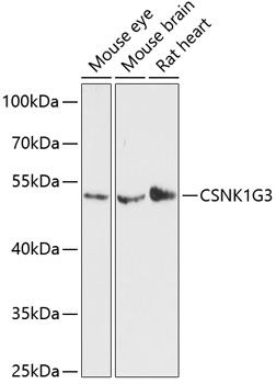 CSNK1G3 antibody