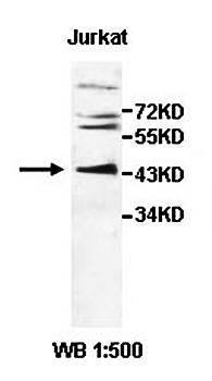 CSNK2A1 antibody