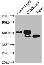 CSNK2A3 antibody