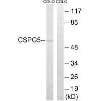 CSPG5 antibody