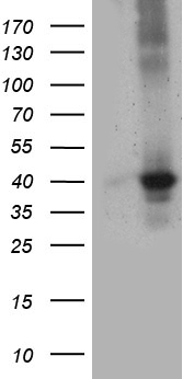 CSPS Antibody