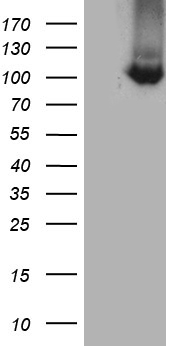 CSPS Antibody