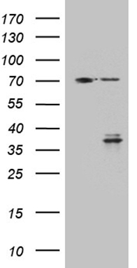 CSPS Antibody