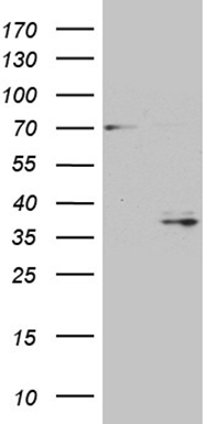 CSPS Antibody