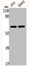 CSRNP2 antibody