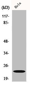 CSRP1 antibody