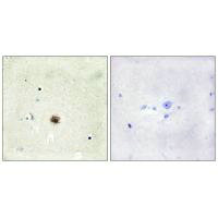 CSRP1 Antibody