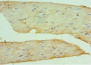 KAT14 Antibody