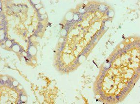KAT14 Antibody