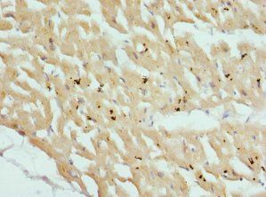 CSRP3 Antibody