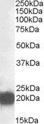 Goat anti-CSRP3 Antibody