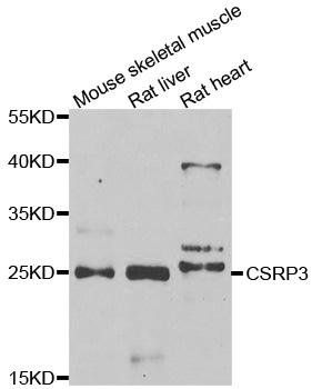 CSRP3 antibody