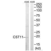 CST11 antibody