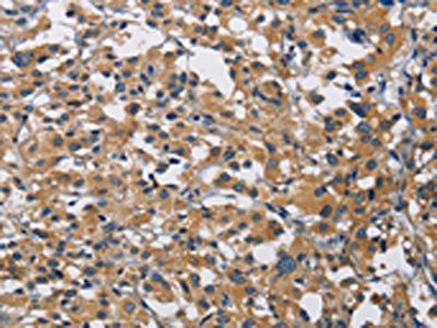 CST4 Antibody
