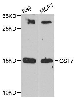 CST7 antibody