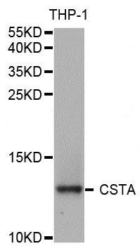 CSTA antibody