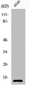 CSTB Antibody