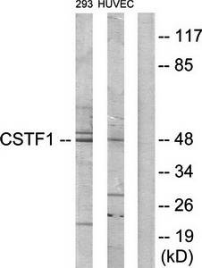 CSTF1 antibody