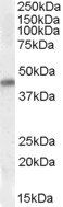CSX1 / NKX2-5 Antibody
